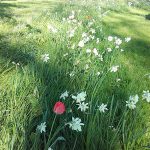 Fleurs espaces verts Sud Retz Atlantique