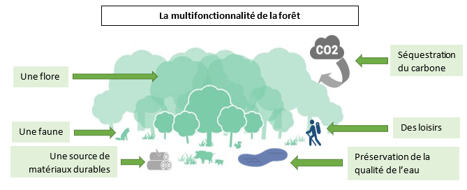 Multifonctionnalité de la forêt Sud Retz Atlantique