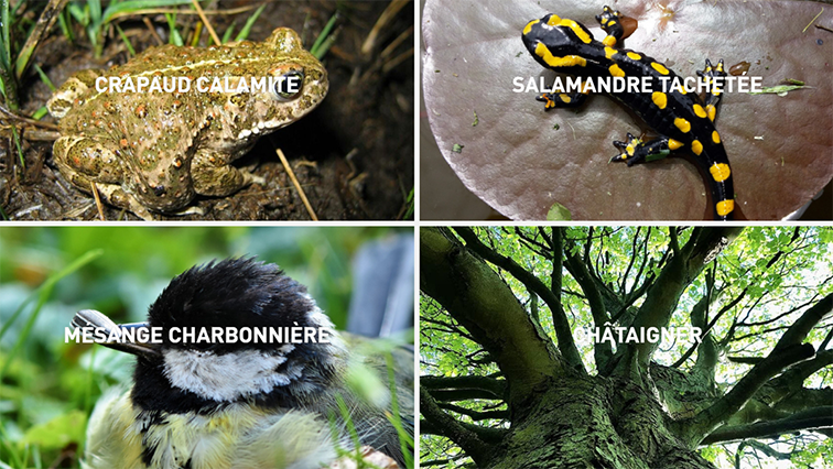 ABC atlas biodiversité Machecoul St Meme