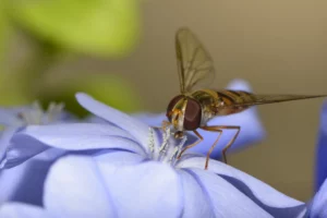 Jurassic Garden par Loïc Bouin - Photo d'insecte en macro