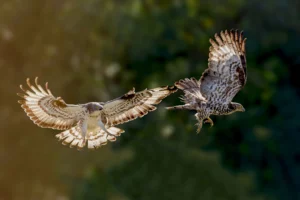 Photo d'oiseau de Jean Marc Rabiller
